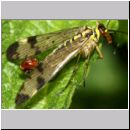 Panorpa communis - Gemeine Skorpionsfliege m09b.jpg